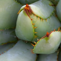 Umjetnička galerija remek -djela Desert Cactus Veliko otvaranje I kvadrat Robin Constable Hanson Canvas Photo
