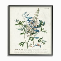 Botanička ilustracija biljaka _ cvijeće i lišće vintage dizajn uokvirena zidna umjetnost nepoznatog autora
